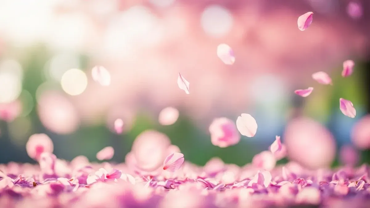 Pink Cherry Blossom Petals Floating in Wind 4K 4K Wallpaper