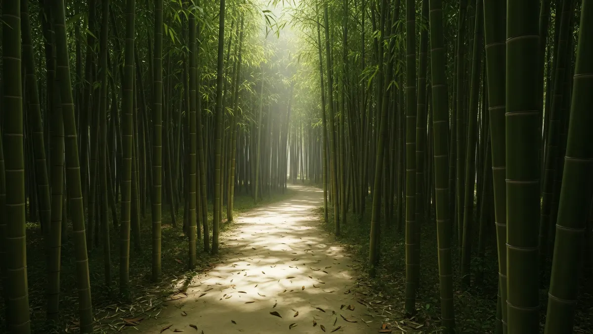 Bamboo Forest Sunlight Path 4K 4K Wallpaper